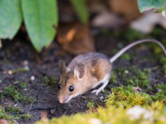 Mišja mrzlica – simptomi, prenos in zdravljenje