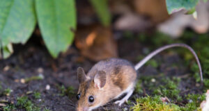 Mišja mrzlica – simptomi, prenos in zdravljenje