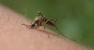 Kaj je Zika? virus zika